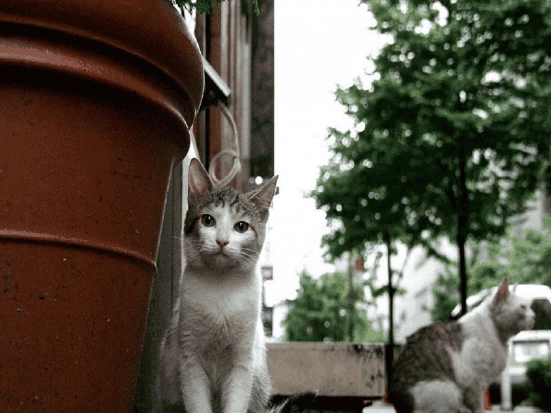 杨女士成功案例